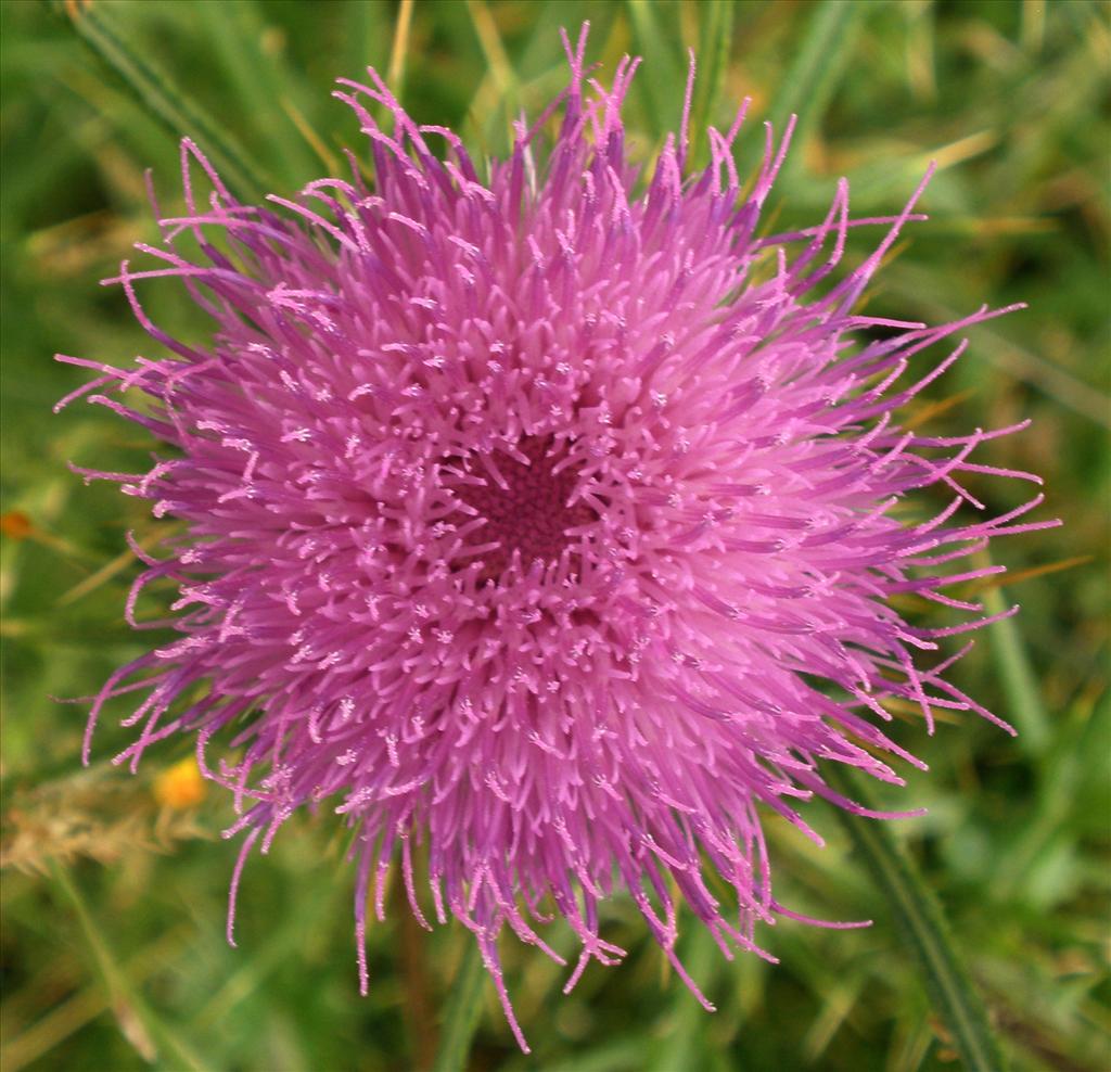 Cirsium vulgare (door Bert Verbruggen)