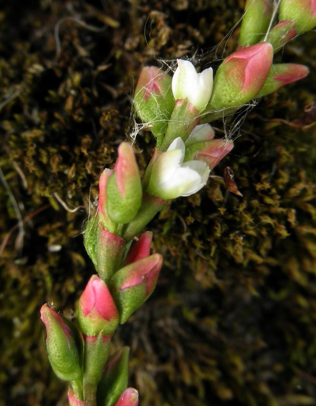 Persicaria hydropiper (door Bert Verbruggen)