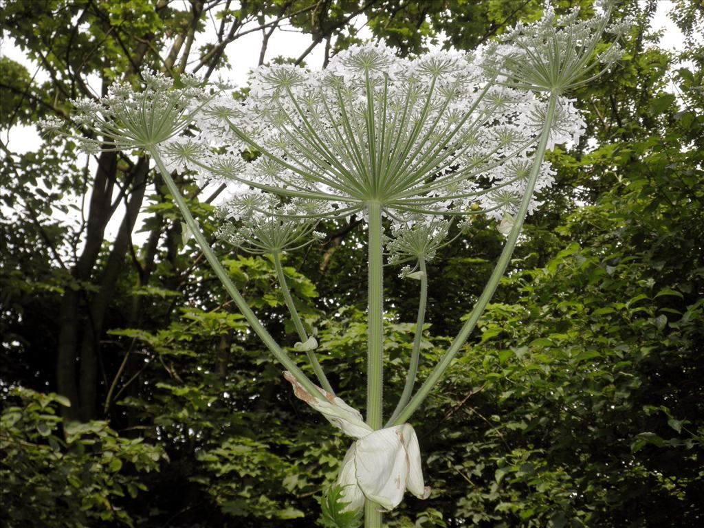 Heracleum mantegazzianum (door Bert Verbruggen)