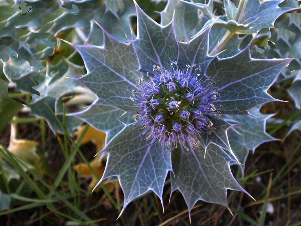 Eryngium maritimum (door Bert Verbruggen)