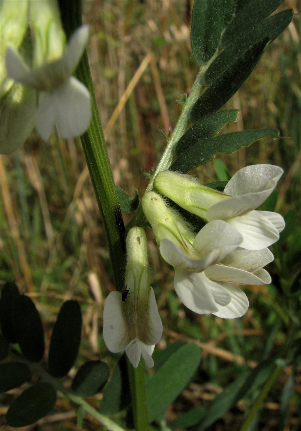 Vicia lutea (door Bert Verbruggen)