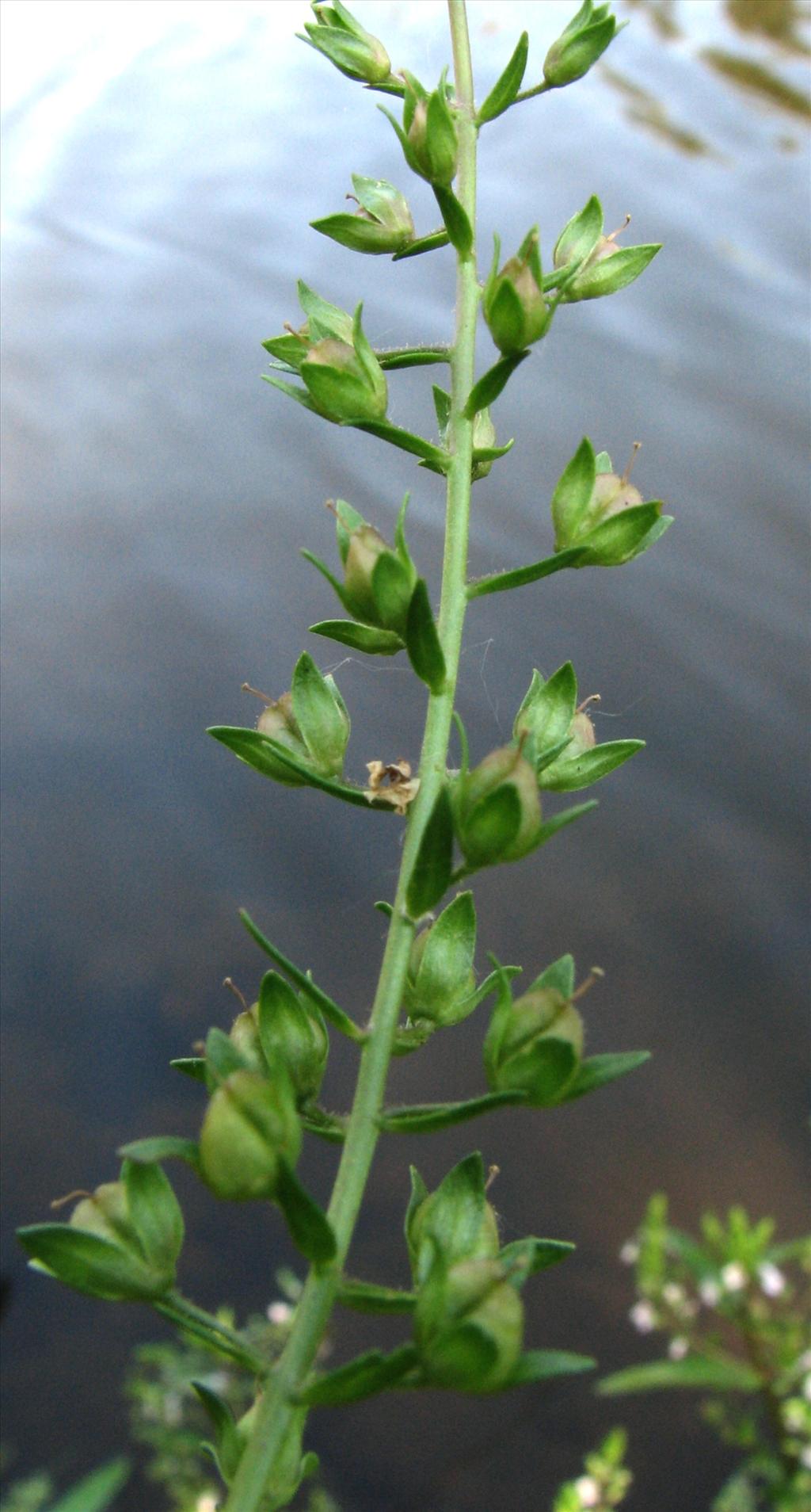 Veronica catenata (door Bert Verbruggen)