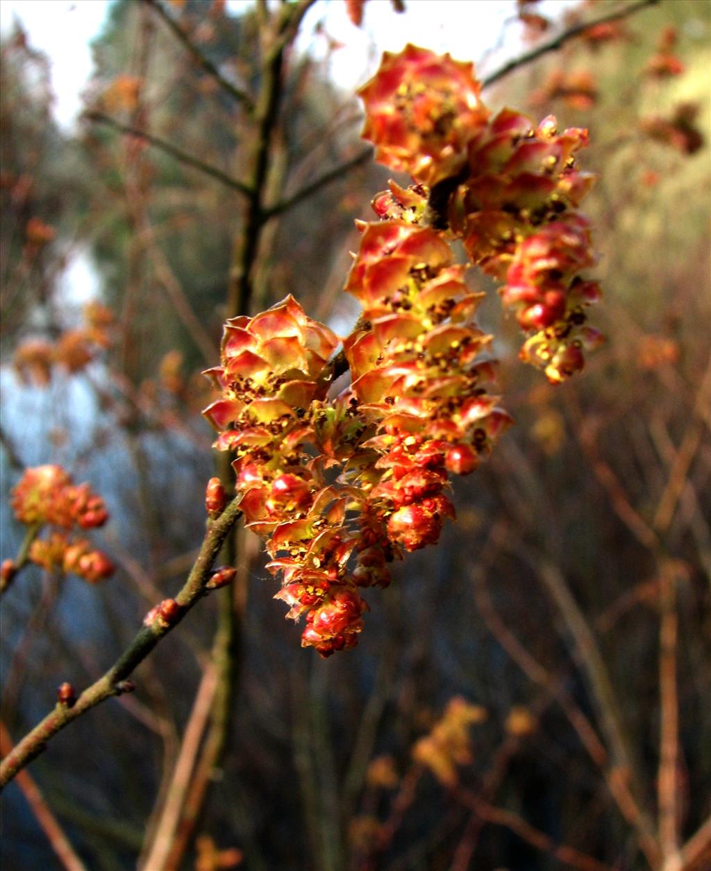 Myrica gale (door Bert Verbruggen)