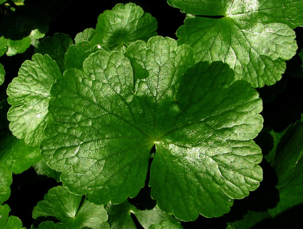 Hydrocotyle ranunculoides (door Bert Verbruggen)