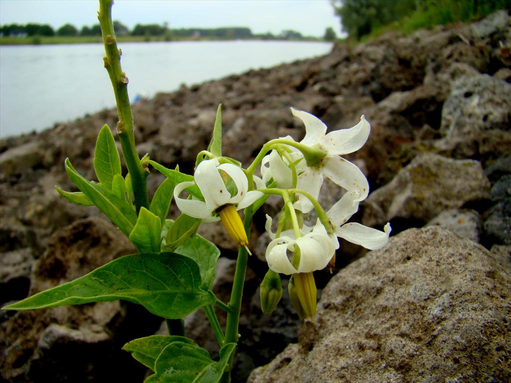 Solanum dulcamara (door Joop Verburg)