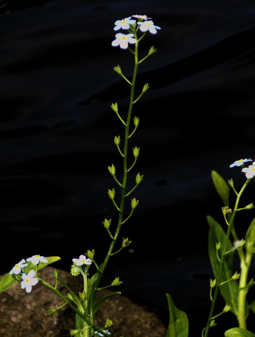 Myosotis scorpioides subsp. scorpioides (door Bert Verbruggen)