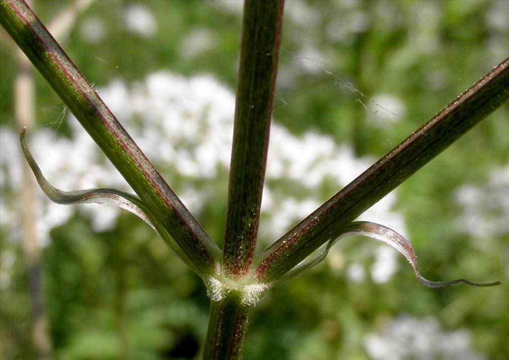 Valeriana officinalis (door Bert Verbruggen)