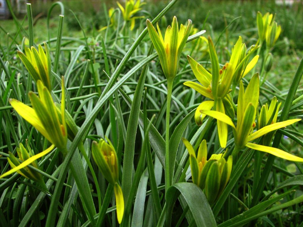 Gagea pratensis (door Bert Verbruggen)