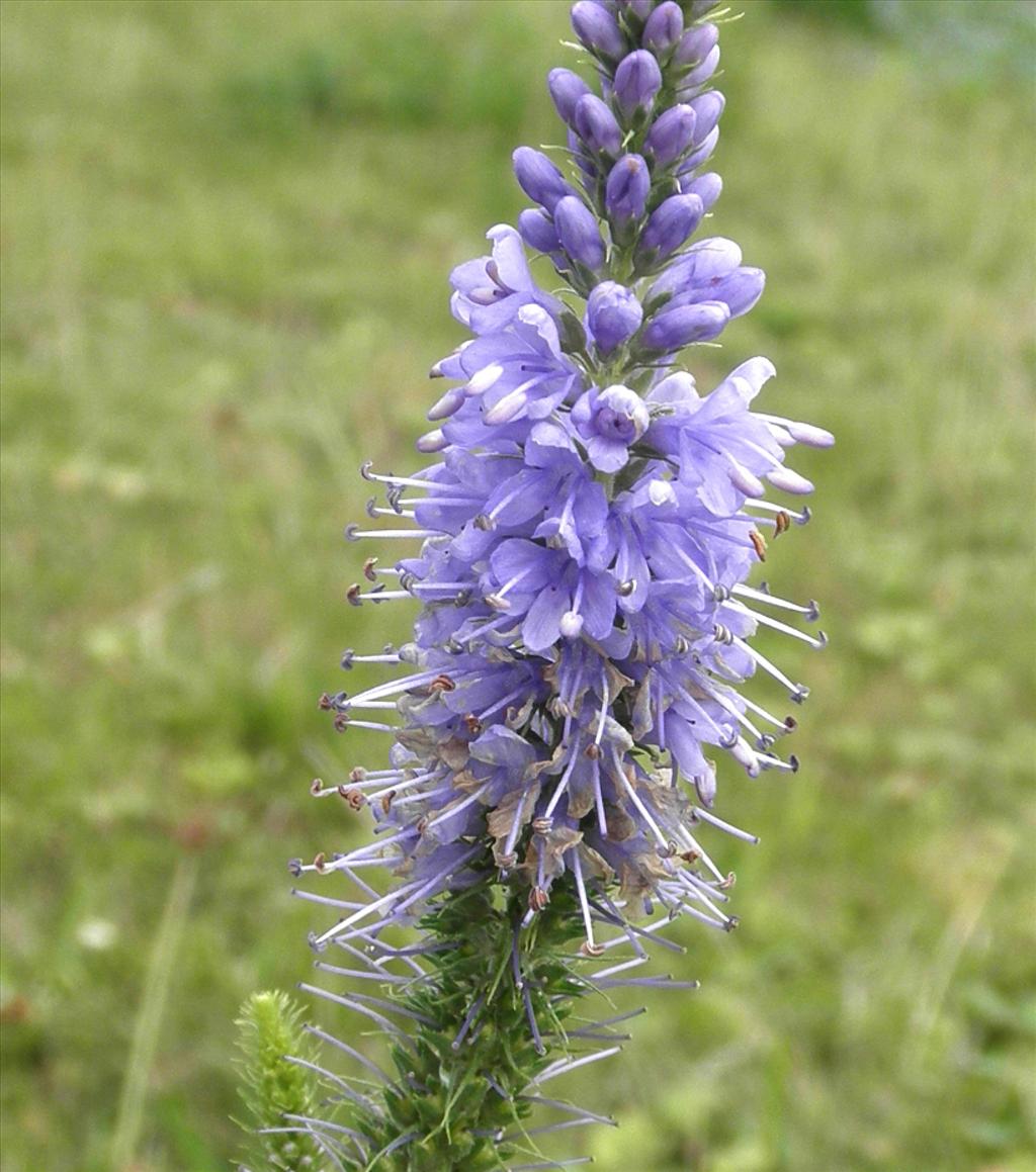 Veronica longifolia (door Bert Verbruggen)