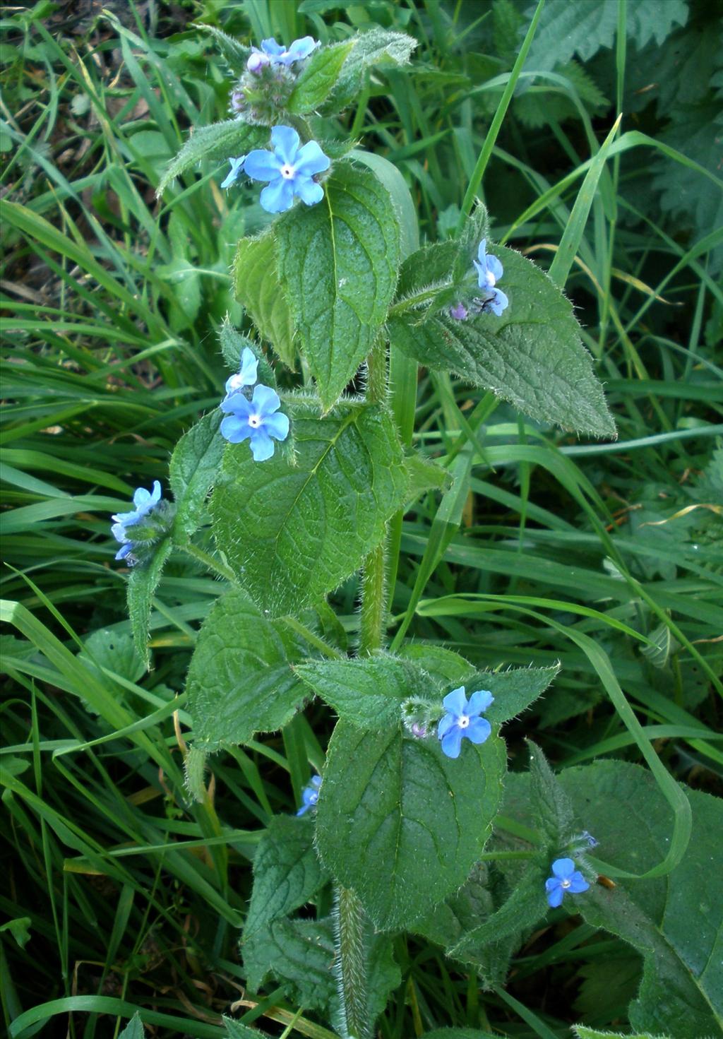 Pentaglottis sempervirens (door Bert Verbruggen)