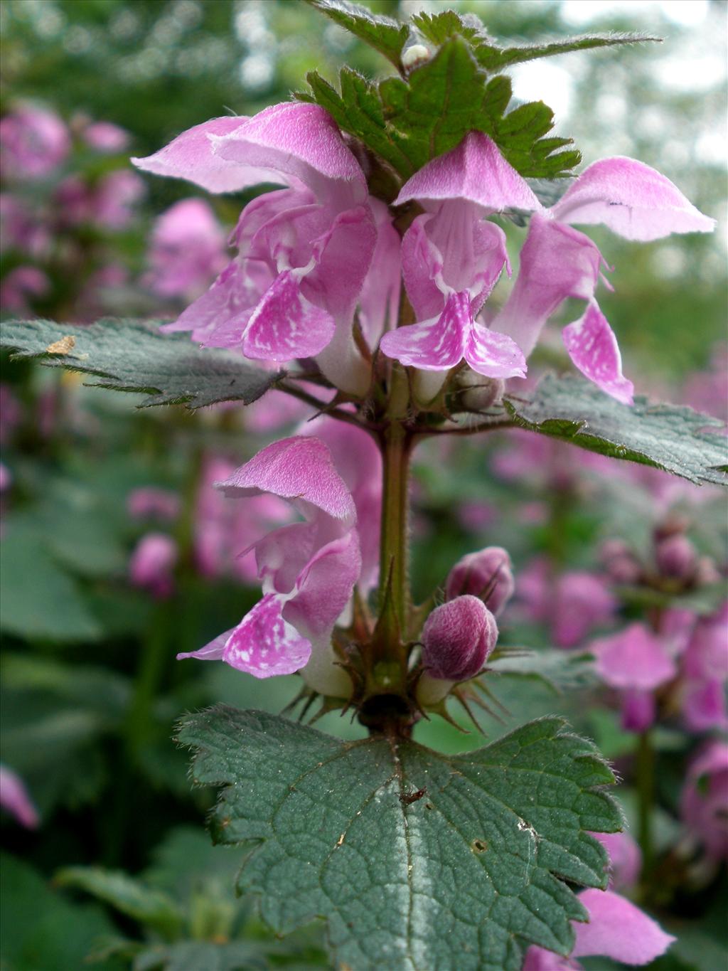 Lamium maculatum s.s. (door Bert Verbruggen)