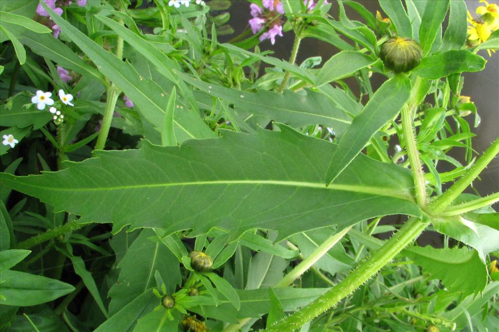 Bidens cernua (door Bert Verbruggen)