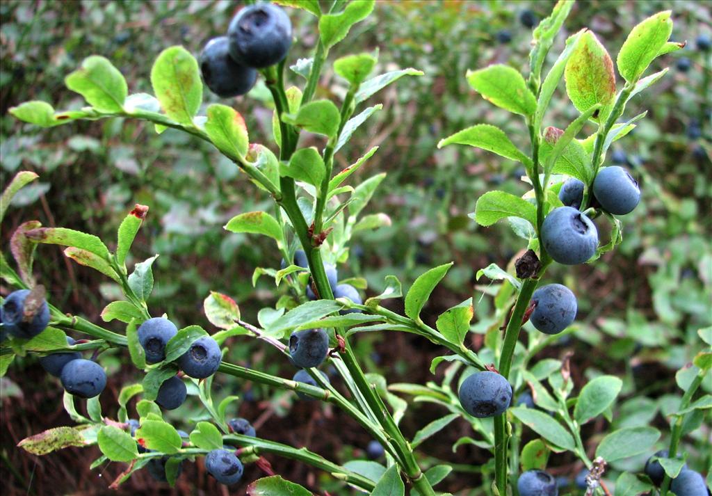 Vaccinium myrtillus (door Bert Verbruggen)