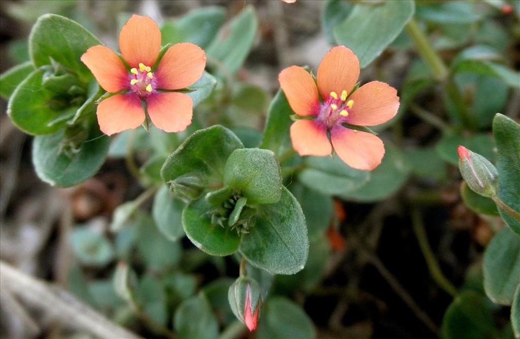 Anagallis arvensis subsp. arvensis (door Bert Verbruggen)