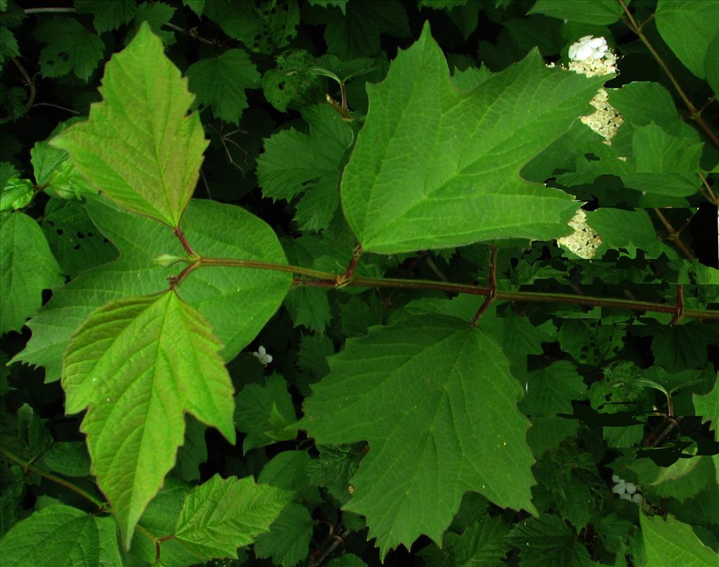 Viburnum opulus (door Bert Verbruggen)