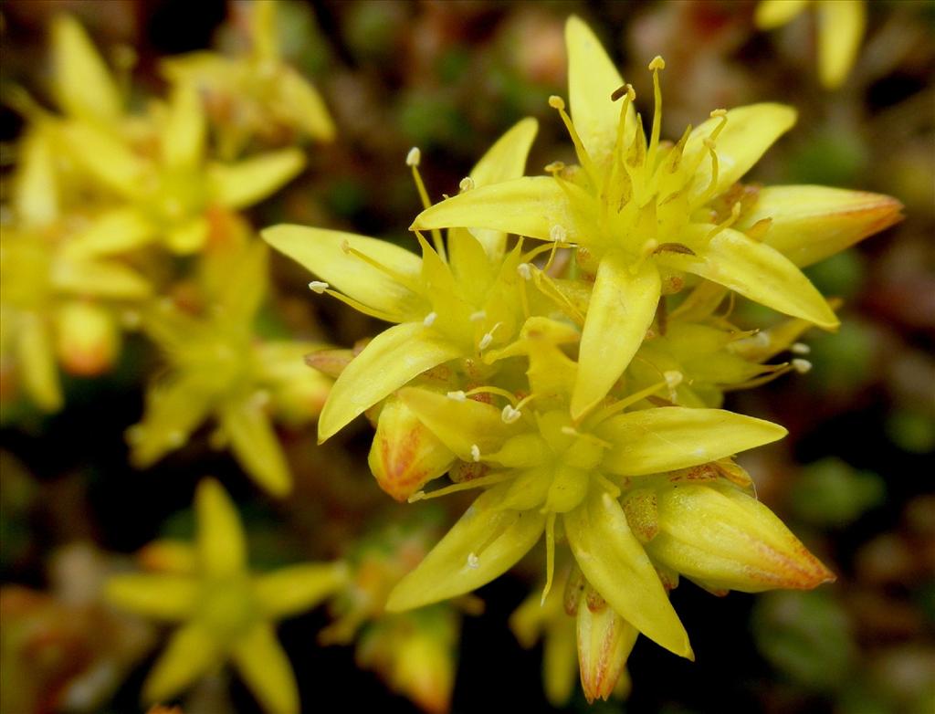 Sedum acre (door Bert Verbruggen)