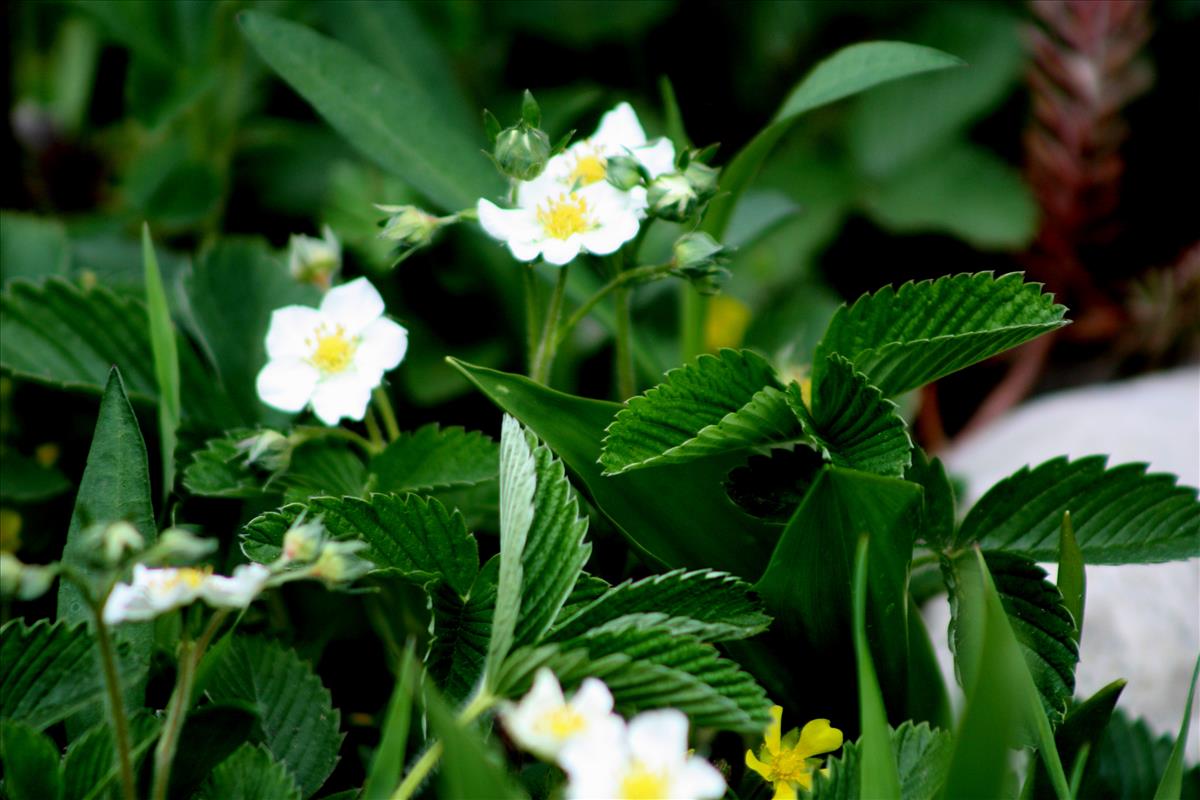 Potentilla sterilis (door Toon Verrijdt)