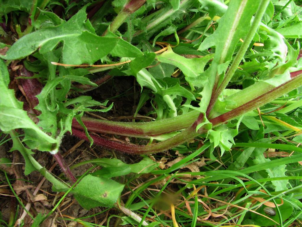 Crepis vesicaria subsp. taraxacifolia (door Bert Verbruggen)