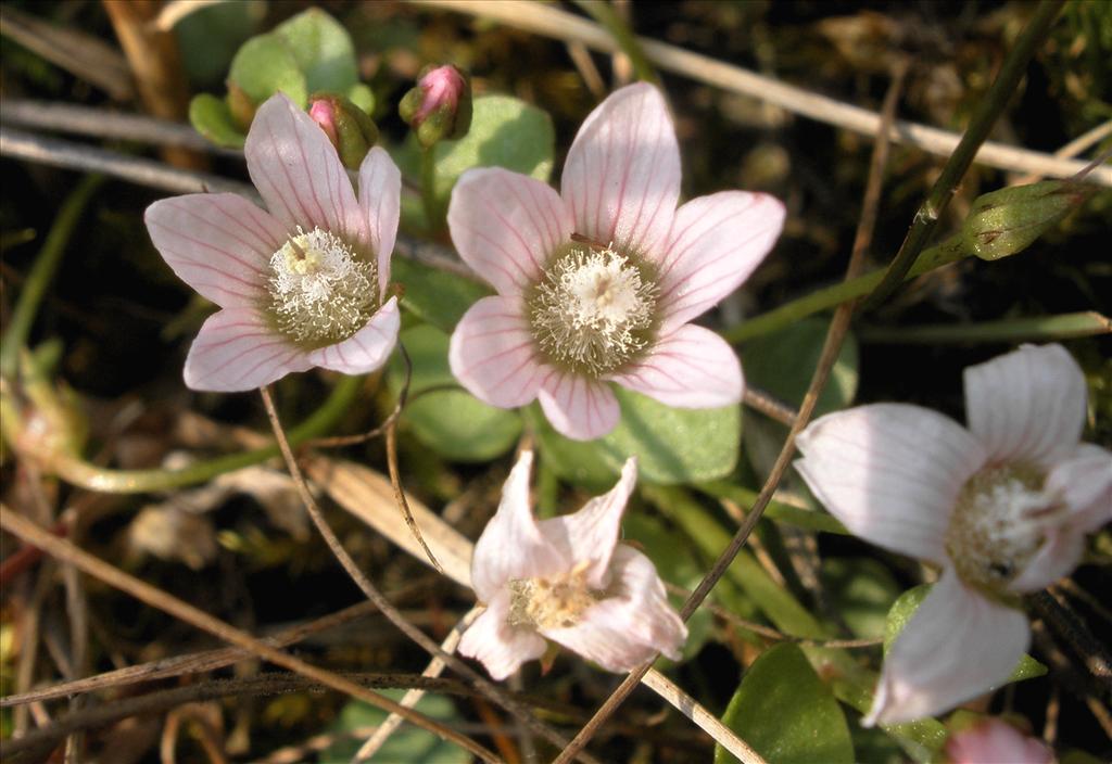 Anagallis tenella (door Bert Verbruggen)