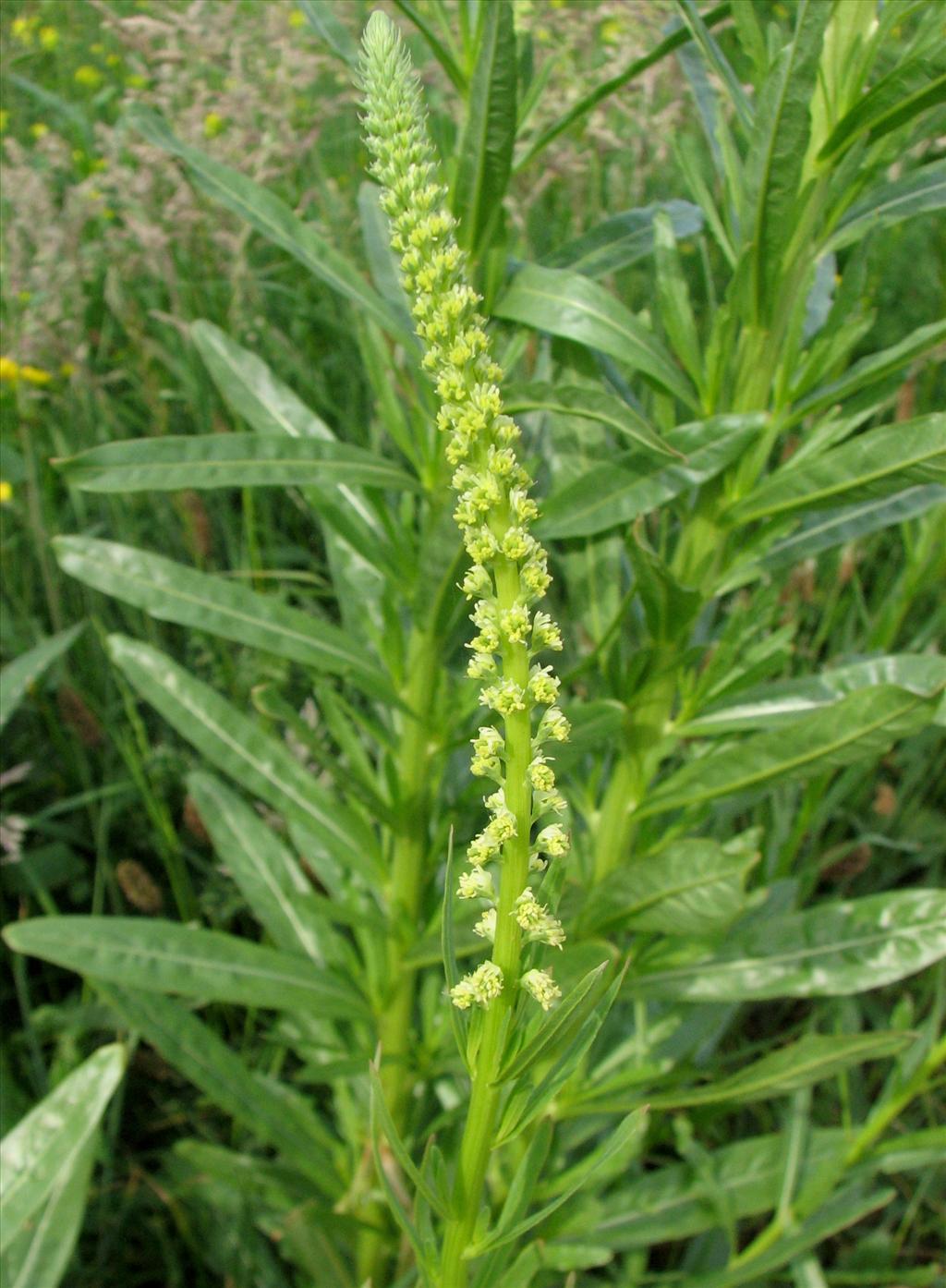 Reseda luteola (door Bert Verbruggen)