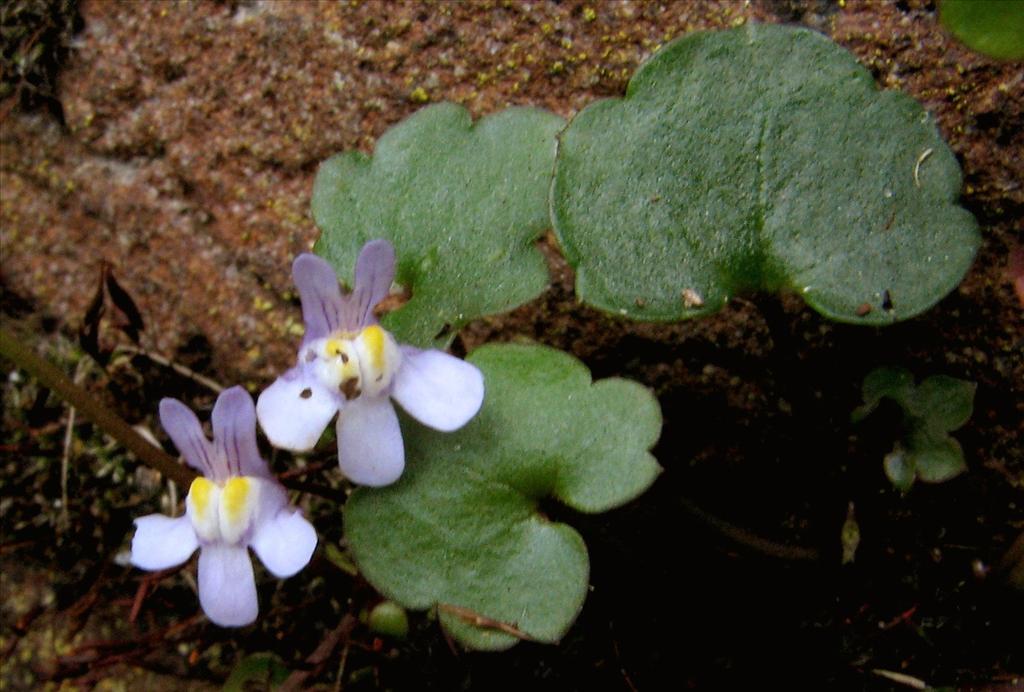 Cymbalaria muralis (door Bert Verbruggen)