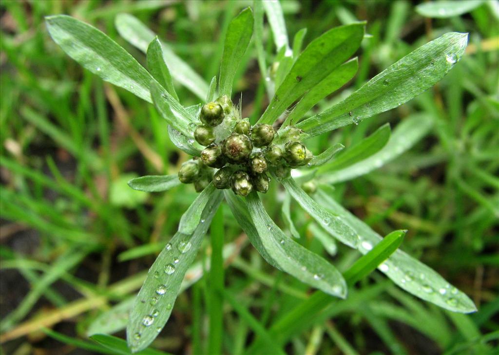 Gnaphalium uliginosum (door Bert Verbruggen)