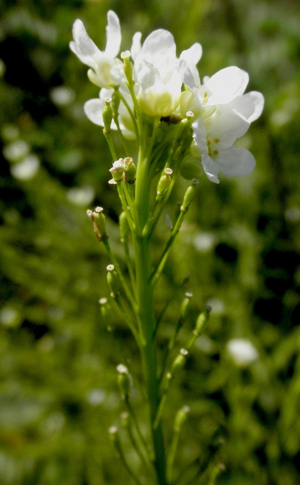 Armoracia rusticana (door Bert Verbruggen)