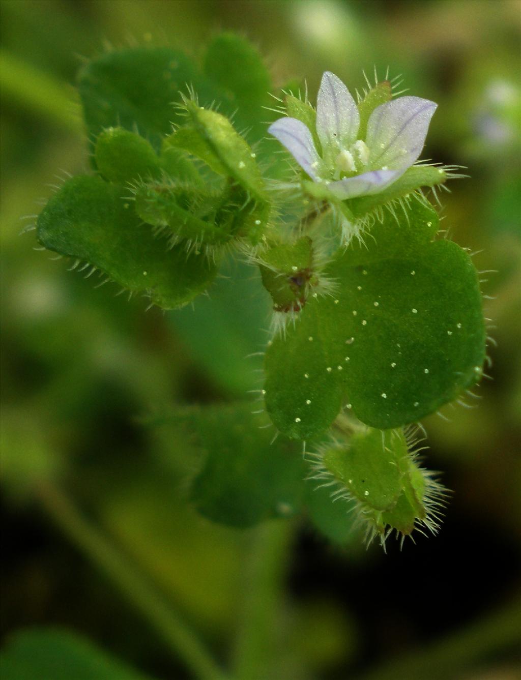 Veronica hederifolia (door Bert Verbruggen)