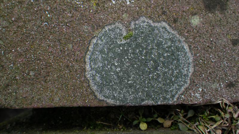 Buellia griseovirens (door Arie van den Bremer)