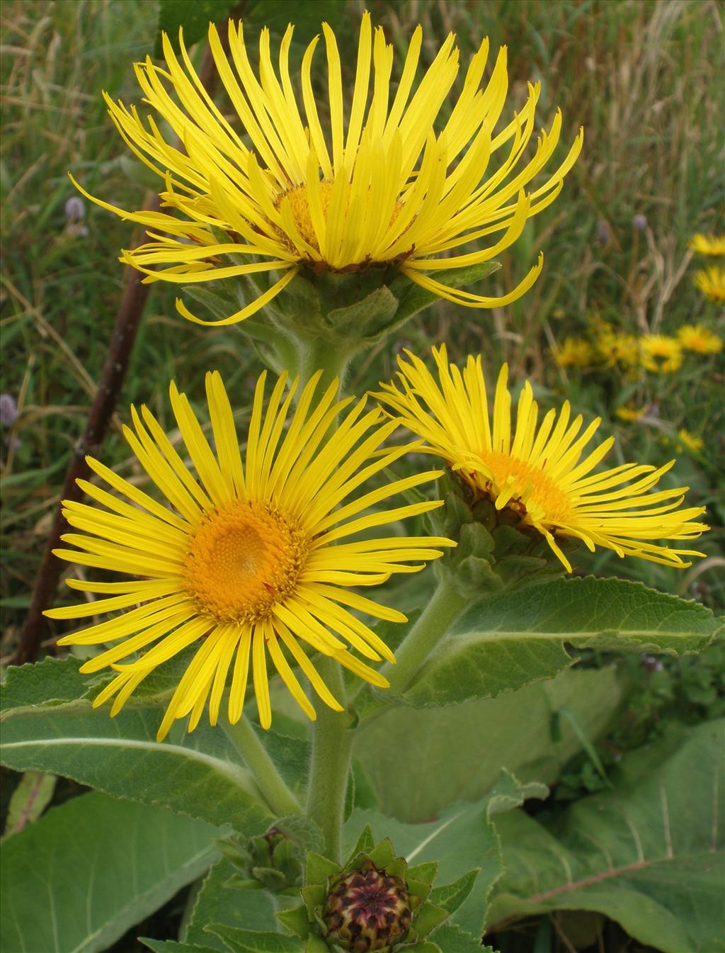 Inula helenium (door Bert Verbruggen)