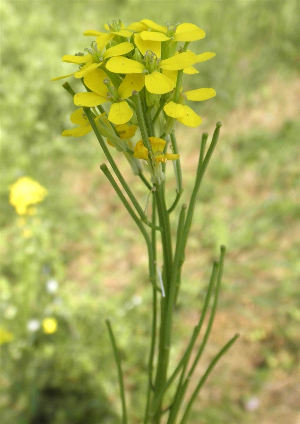 Erysimum virgatum (door Bert Verbruggen)