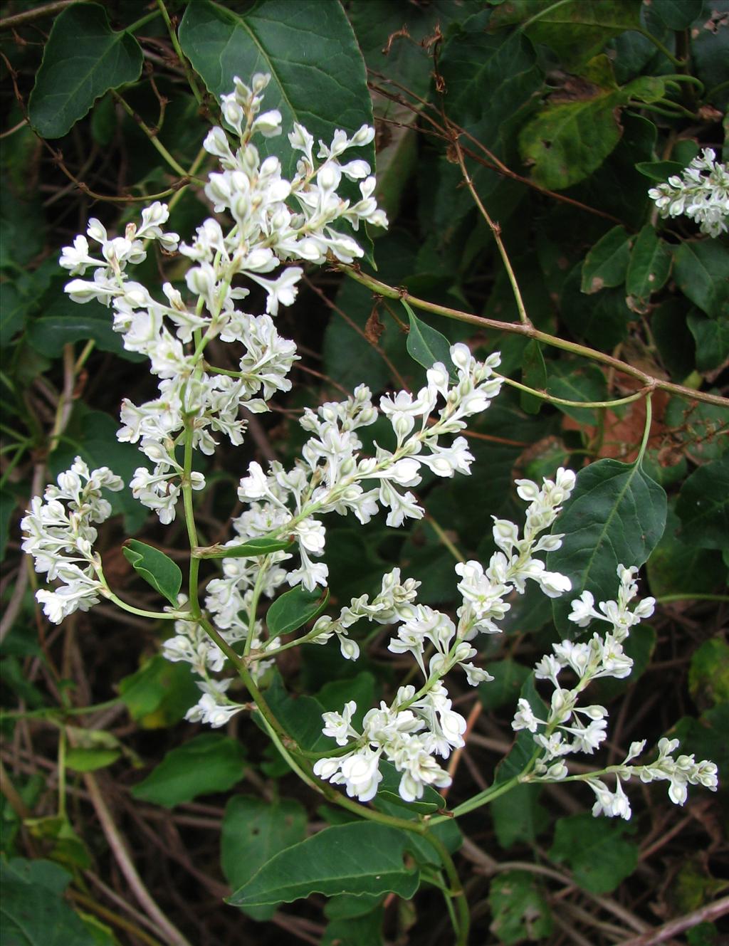 Fallopia baldschuanica (door Bert Verbruggen)