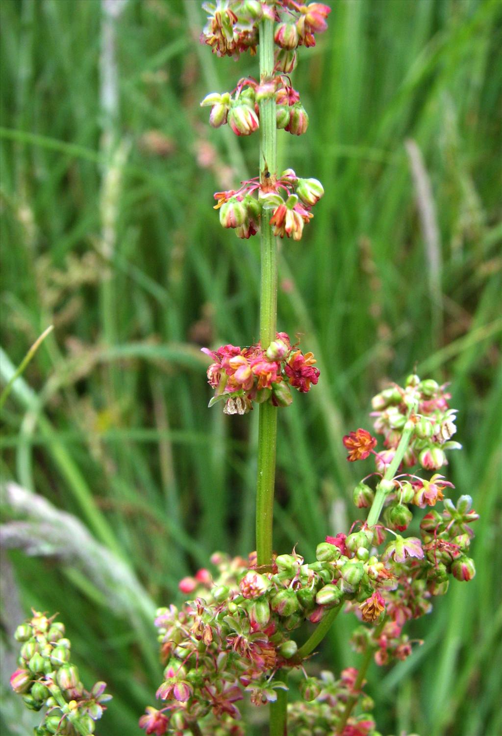 Rumex acetosa (door Bert Verbruggen)