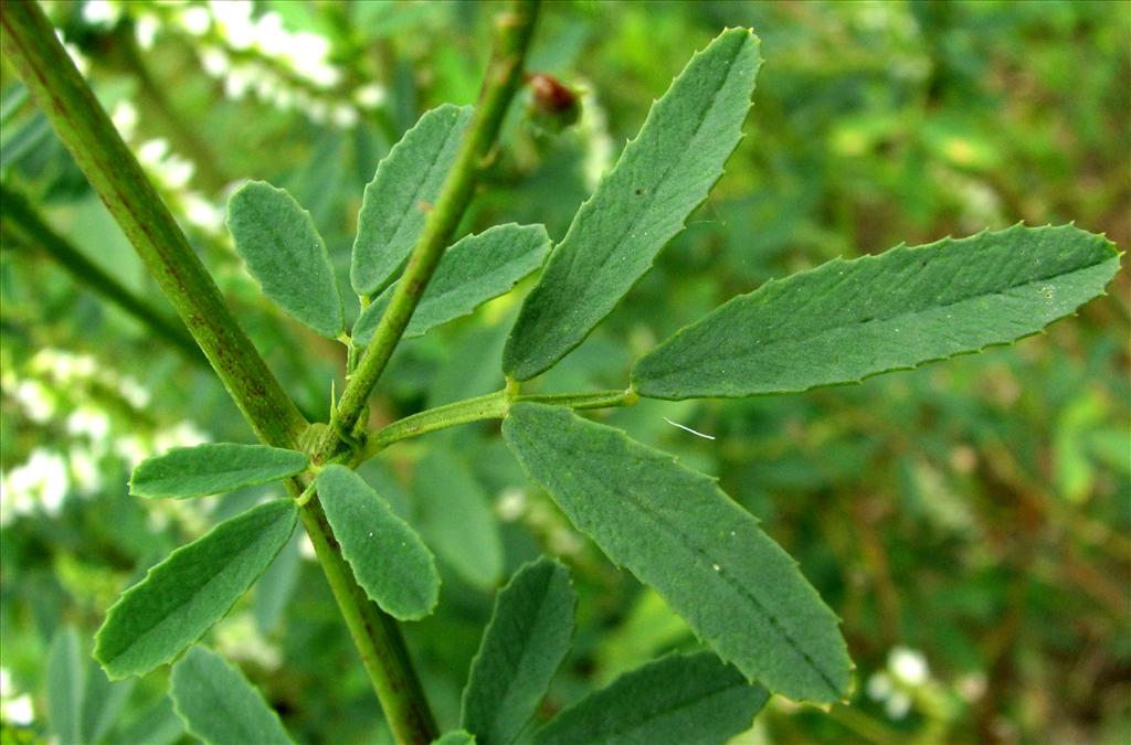 Melilotus albus (door Bert Verbruggen)