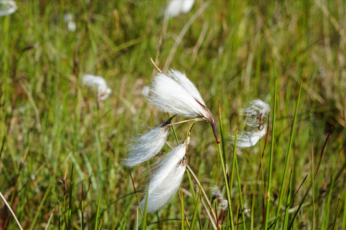 Eriophorum angustifolium (door Jetske Metzlar)