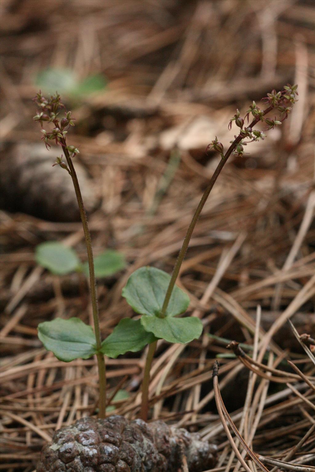 Neottia cordata (door Gertjan van Mill)