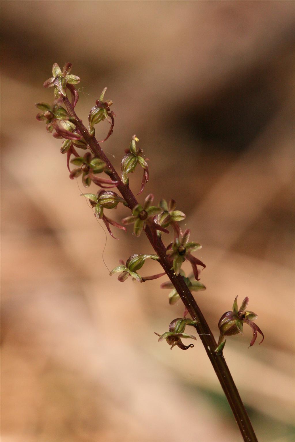 Neottia cordata (door Gertjan van Mill)