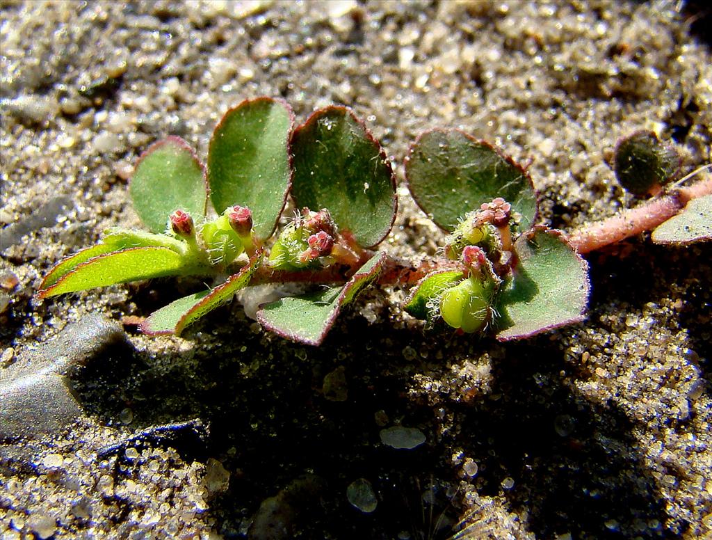 Euphorbia prostrata (door Joop Verburg)