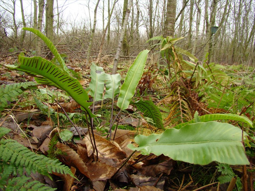 Asplenium scolopendrium (door Joop Verburg)