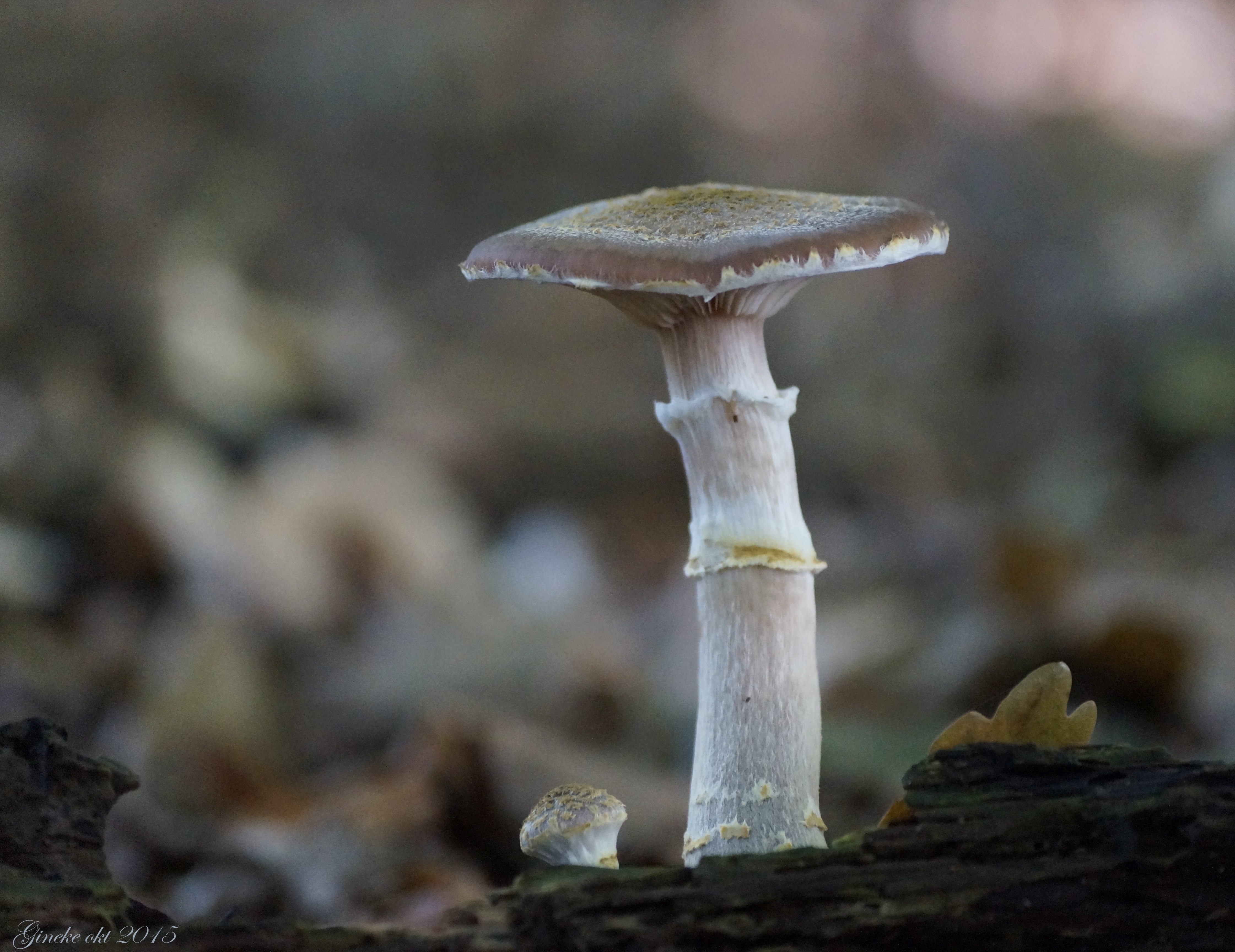 Armillaria lutea (door gineke speelman)