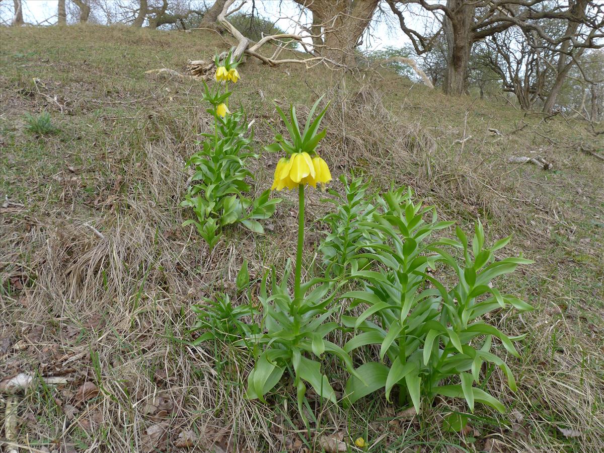 Fritillaria imperialis (door Jelle van Dijk)