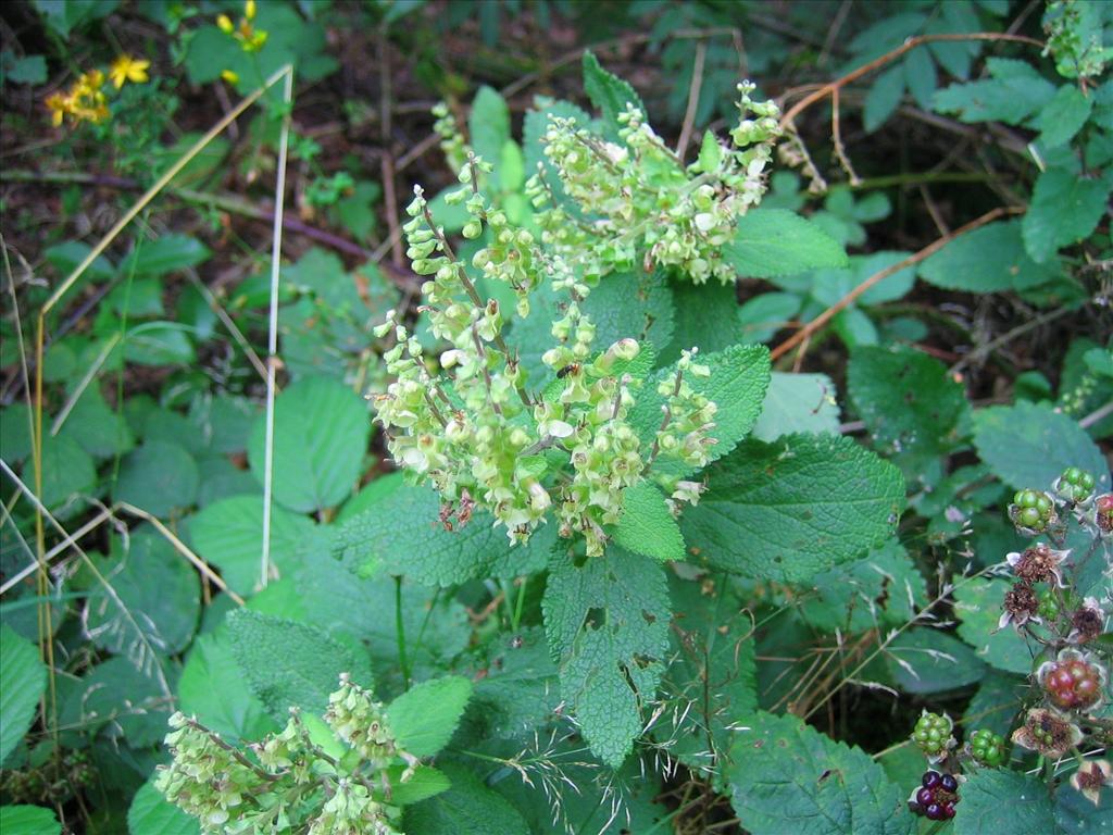 Teucrium scorodonia (door Marian Baars)