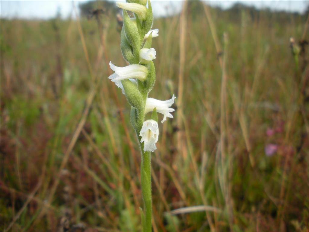 Spiranthes cernua 'Chadds Ford' x odorata (door Nick van der Ham)