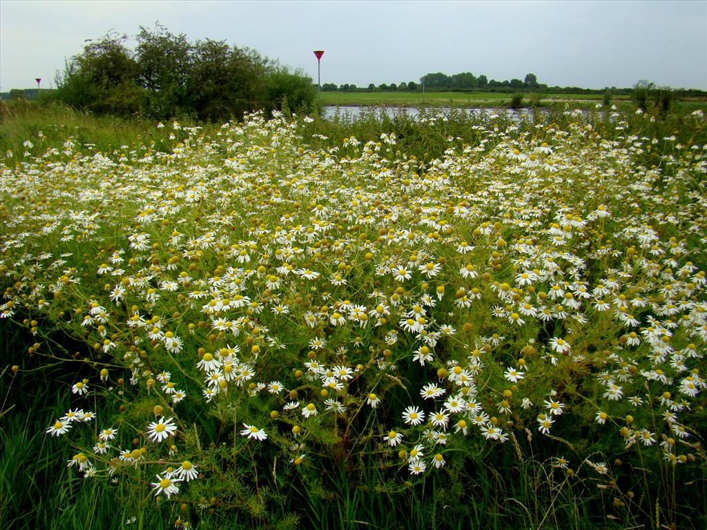 Tripleurospermum maritimum (door Joop Verburg)