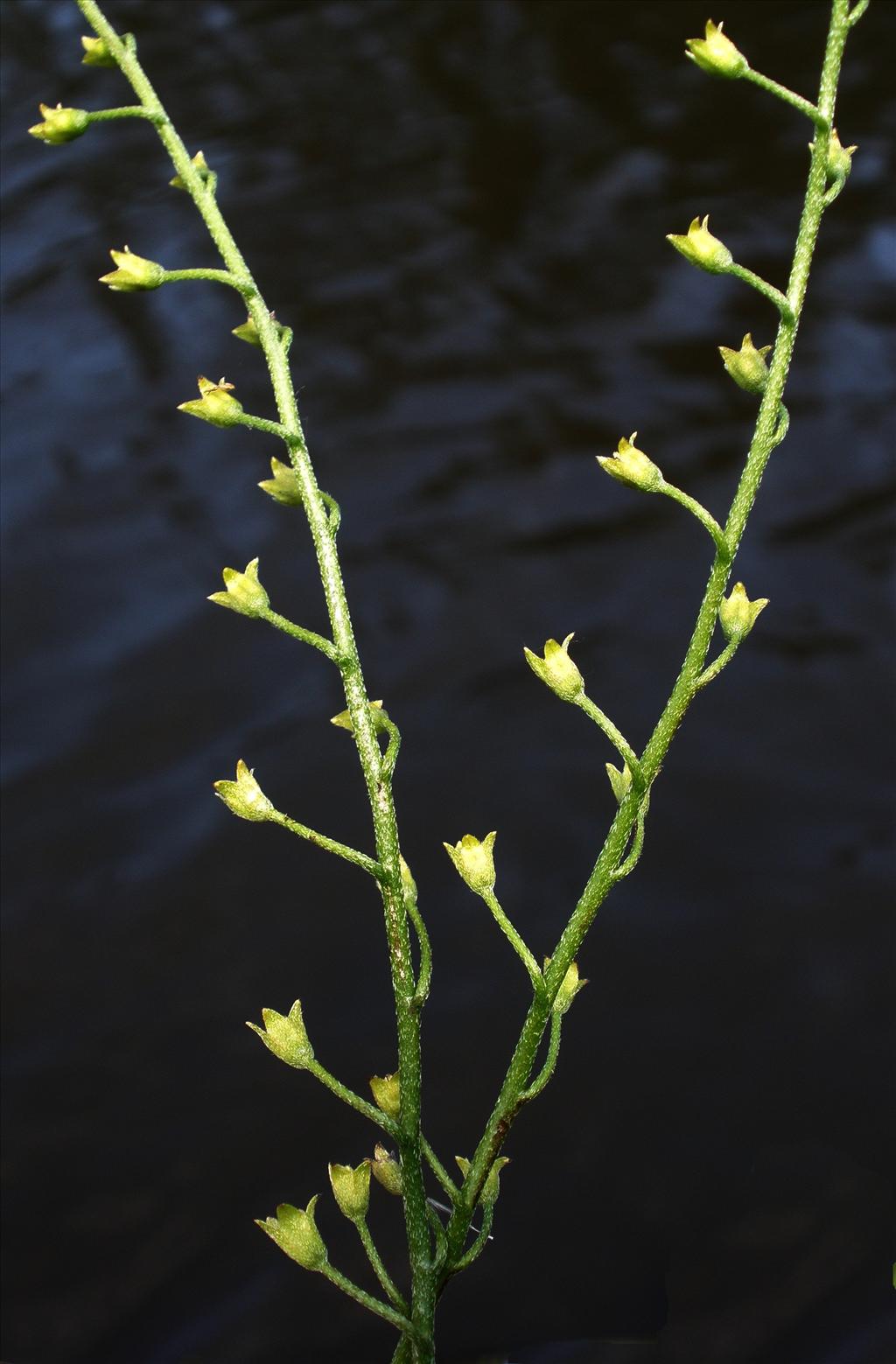 Myosotis scorpioides subsp. scorpioides (door Bert Verbruggen)