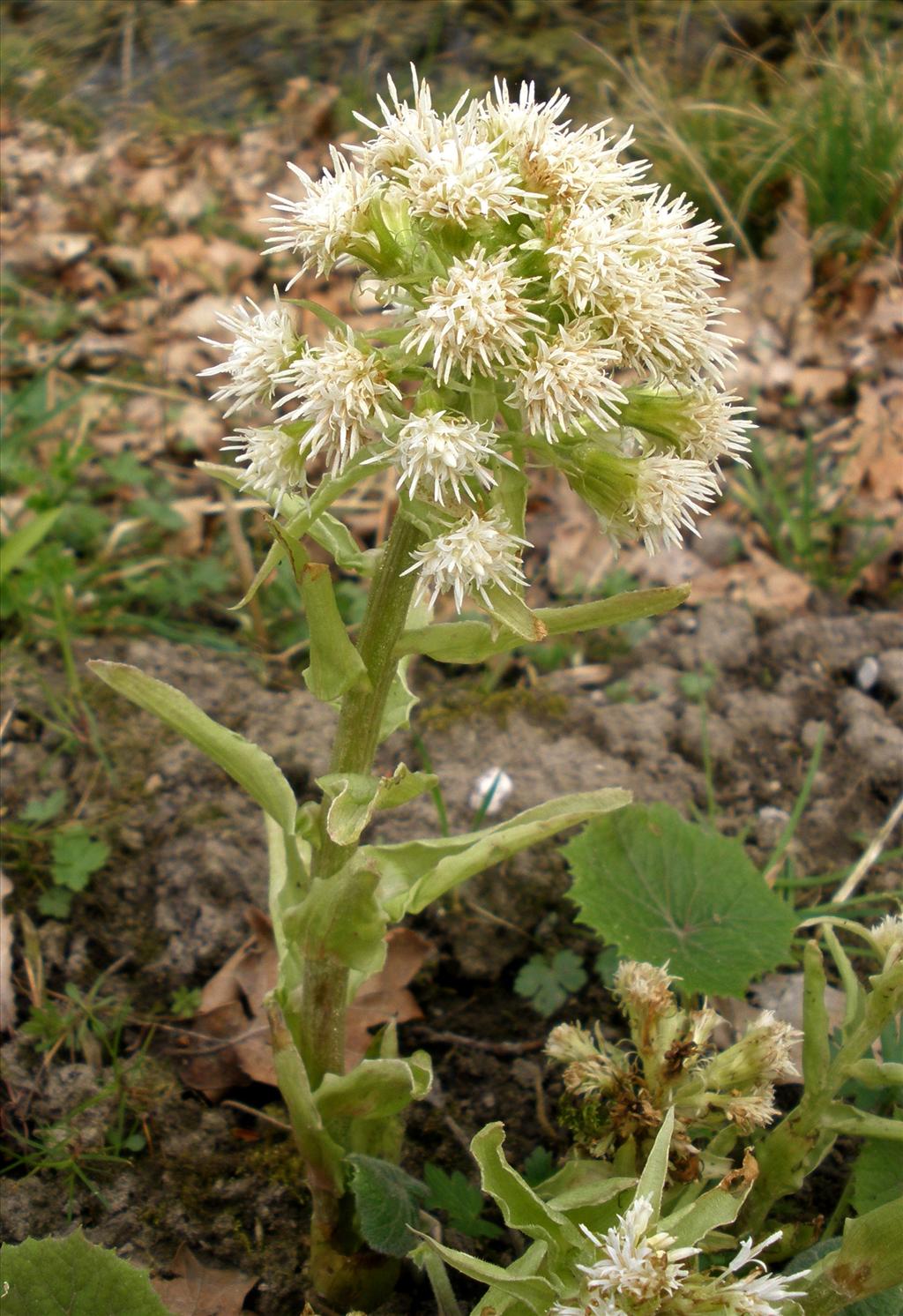 Petasites japonicus (door Bert Verbruggen)