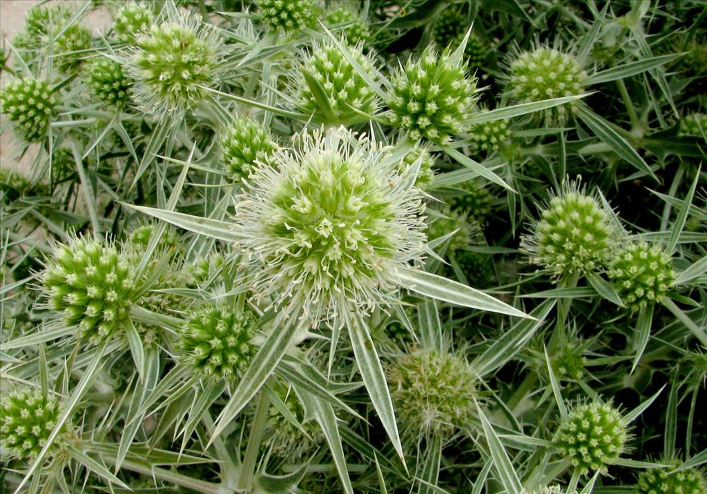 Eryngium campestre (door Bert Verbruggen)