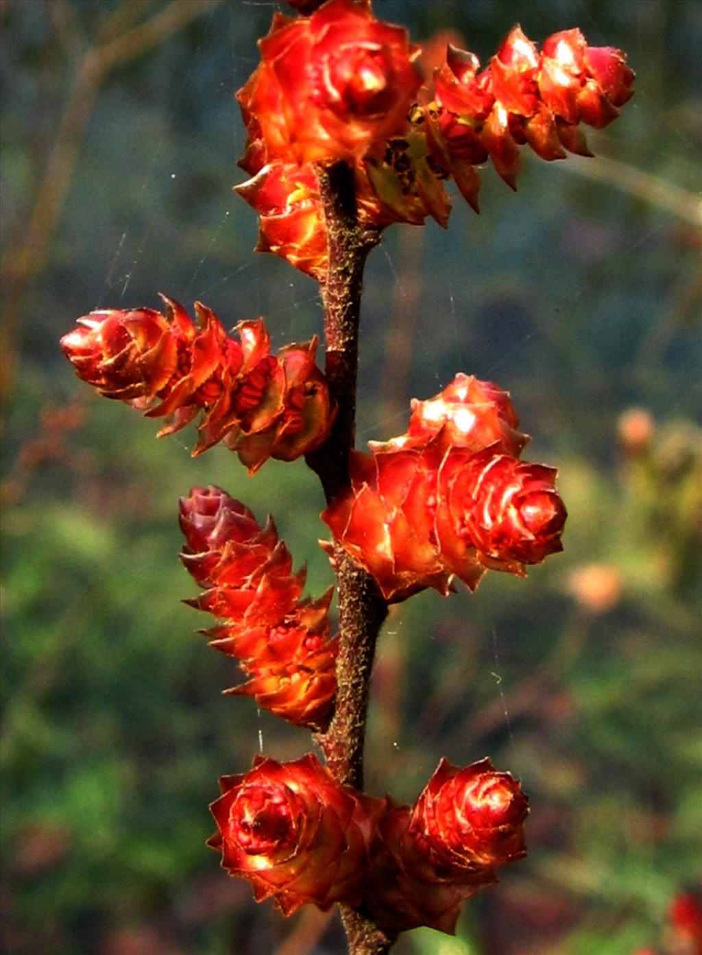 Myrica gale (door Bert Verbruggen)