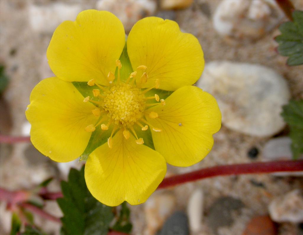 Potentilla anserina (door Bert Verbruggen)