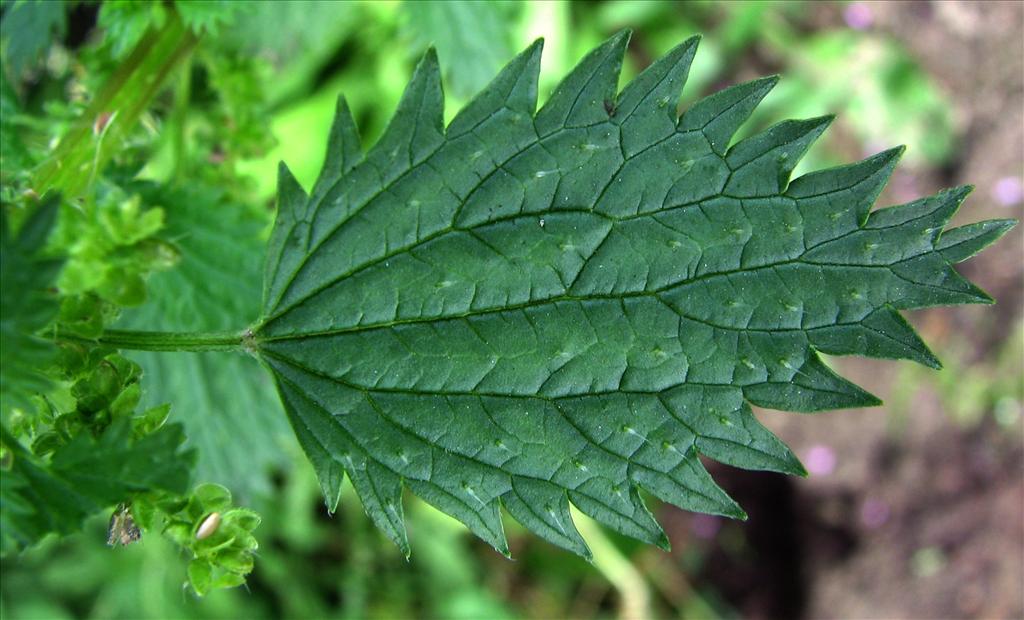 Urtica urens (door Bert Verbruggen)